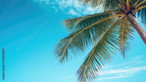 Palm tree on a tropical beach with a blue sky and white clouds, creating a serene background for summer vacation and business travel concepts