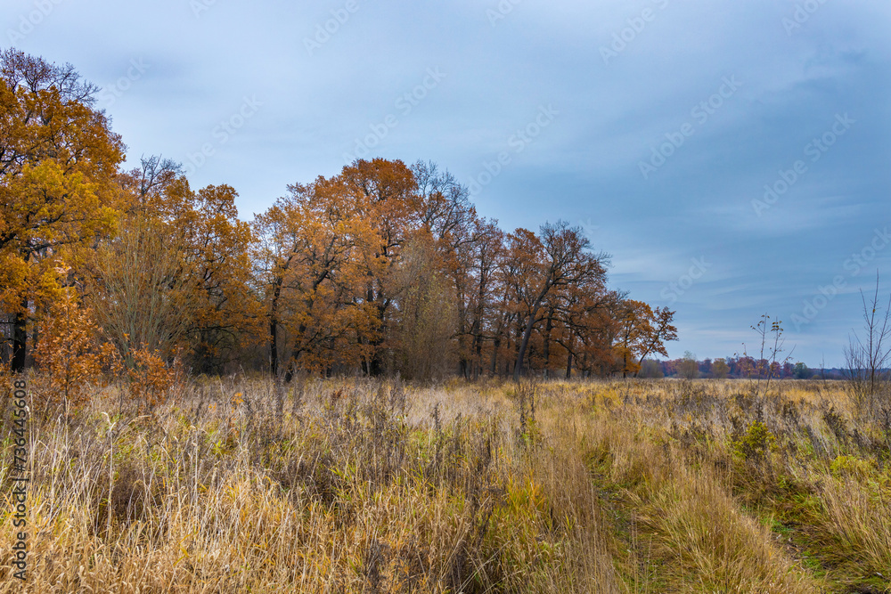 Colorful autumn nature, oak grove Colorful autumn nature, oak grove