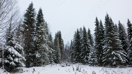 Snow-Covered Coniferous Forest Landscape in Winter. The trees stand tall and are blanketed with fresh snow