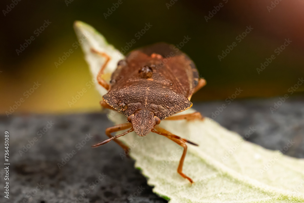Obraz premium Macro photograph of Otiorhynchus sulcatus (Vine Weevil). Native to Europe but common in North America as well. It is a pest of many garden plants