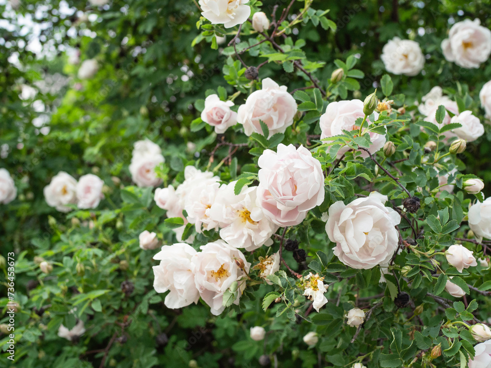 Obraz premium Rosa pimpinellifolia, `Midsummer Bride`, old Finnish rose cultivar, blooming in June, closeup with selective focus