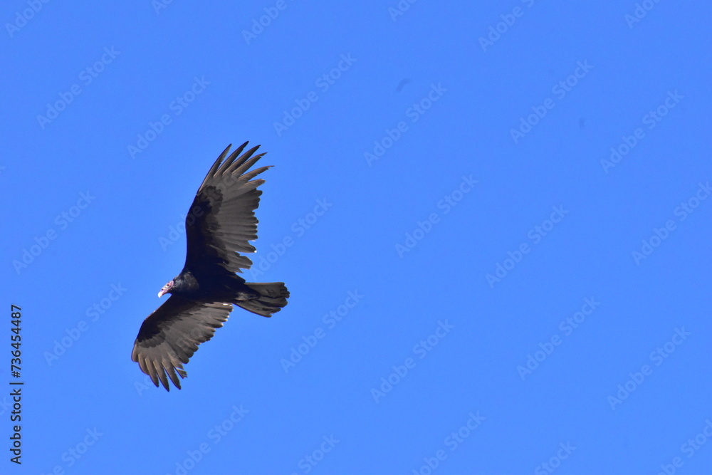 Fototapeta premium vulture in flight, Mexico