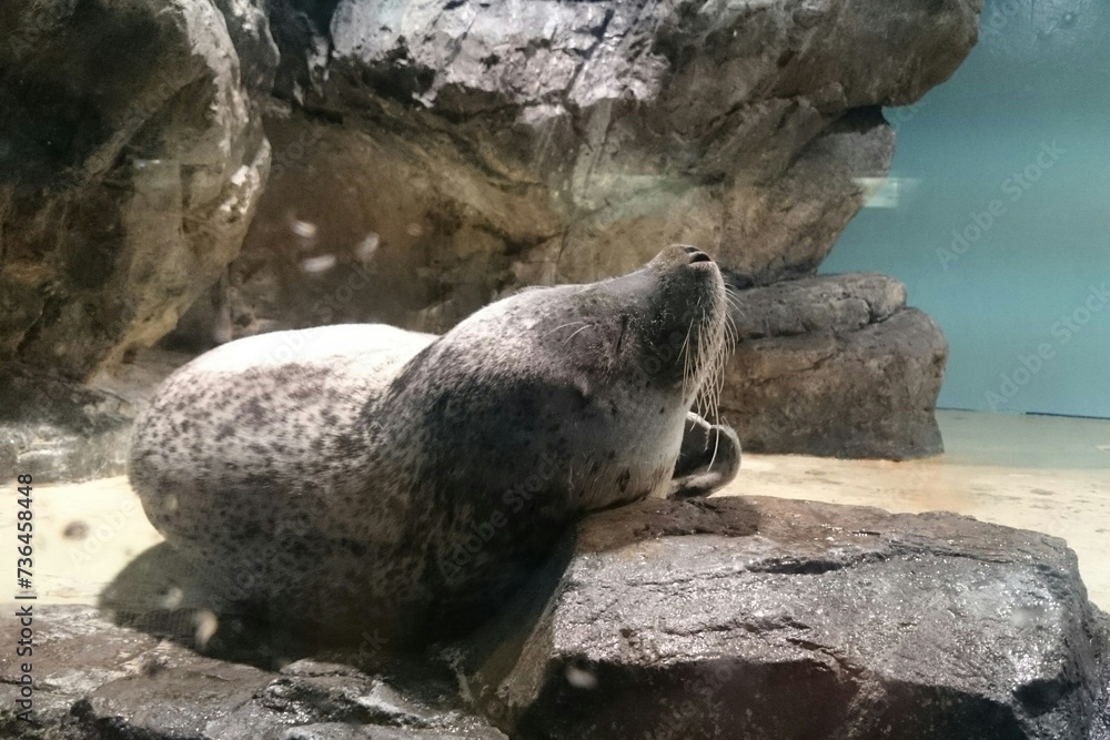Naklejka premium ゴマフアザラシ 可愛い 水族館
