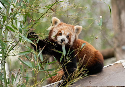 The red panda (Ailurus fulgens), also known as the lesser panda, is a small mammal native to the eastern Himalayas and southwestern China
