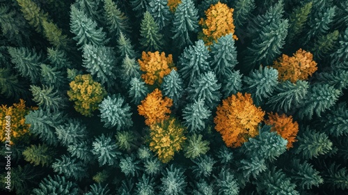 Autumn's Touch - Aerial view of a forest with trees in autumn colors amidst evergreens © jodoto