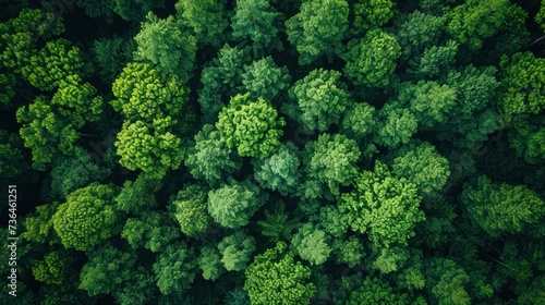 Verdant Canopy - Lush green treetops dominate the view in this tranquil forest aerial shot © jodoto