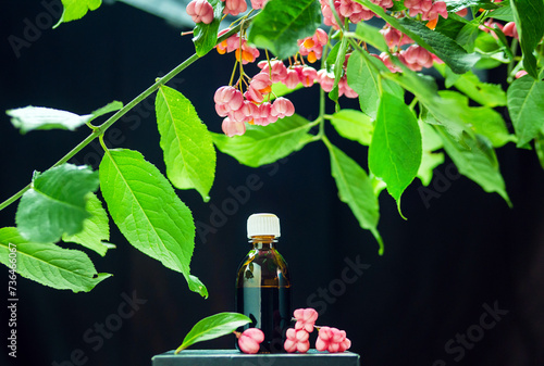 Medicinal oil in a jar with herbs. Euonymus warty, homeopathy plant, poisonous plant with red berries. Tops on a black background. Vevey with berries on a black background. medical berry