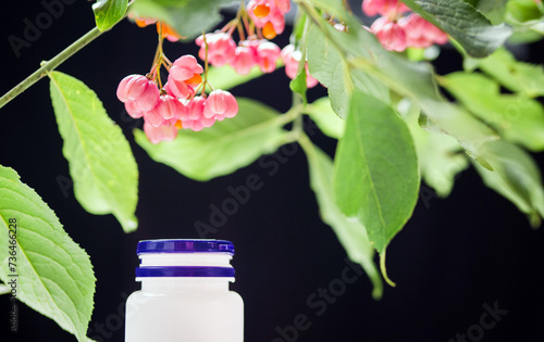 Medical medicine in a jar with herbs. Kopi space, warty euonymus, homeopathy useful berry, poisonous plant with red berries. Branch with berries. decorative tree