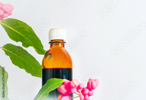 Medical medicine in a jar with herbs. Euonymus warty, homeopathic berry useful, poisonous plant with red berries. Decorative medical tree