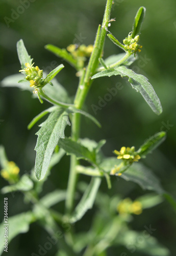 Sisymbrium officinale grows in nature photo