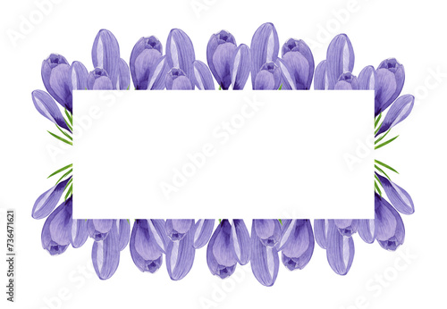 Purple crocuses spring flowers rectangular frame. Hand painted watercolor floral illustration Design element for label  logo  packaging  postcard  invitation  sticker  border  banner Easter decoration