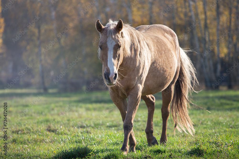 Obraz premium silhouette of a beautiful palomino horse, american quarter horse, on a meadow on the background of the forest in the rays of the sun