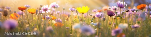 colorful flowers on the meadow with sun rays. blurred flowers on a sunny day © Sabina Gahramanova