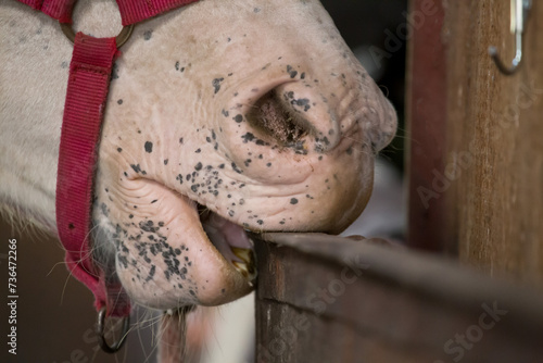 Wallpaper Mural cribbing horse, habit. Close-up of a horse's muzzle biting the door in the stable Torontodigital.ca