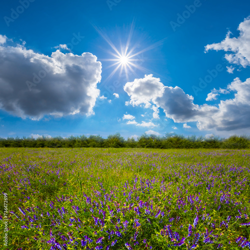 green summer prairie with wild flowers in light of sparkle sun