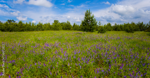 green summer prairie with wild flowers