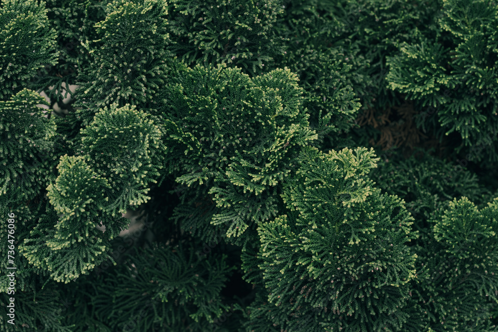 fresh green tuja branches. Natural green background  - obrazy, fototapety, plakaty 