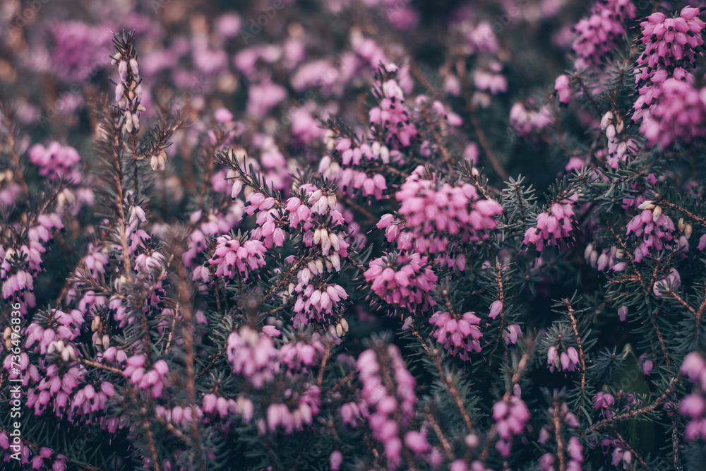 Fototapeta premium Calluna vulgaris, background with calluna, Calluna vulgaris, common heather, ling, or simply heather, Calluna in the flowering plant family Ericaceae