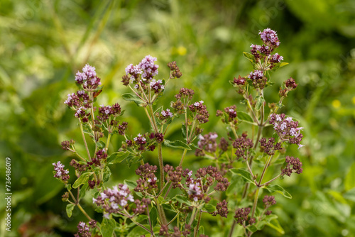 Close up view of pinc and lilac flowerheads of blooming oregano, origanum vulgare. Selected focus, blurred background. © Olga