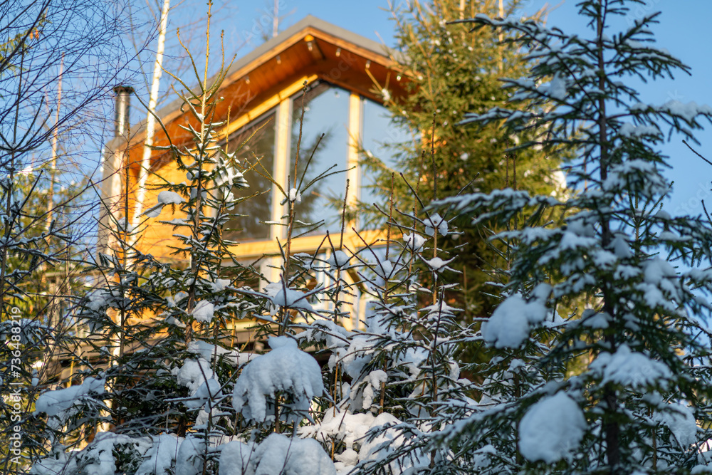 Spruce trees in the snow in front of the house