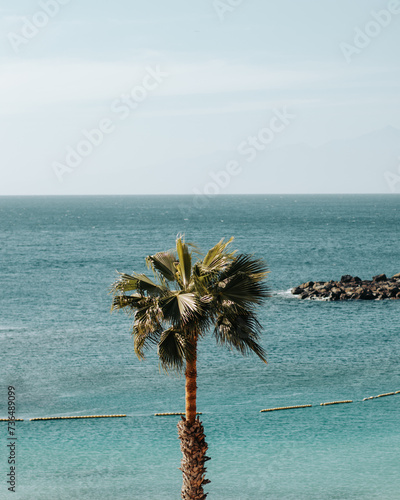 Wysoka palma na tle oceanu