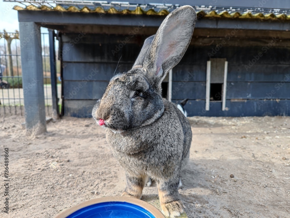 Flemish giant rabbit bunny sticking out his small pink tongue and is ...