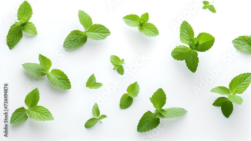 background of green mint leaves isolated on white
