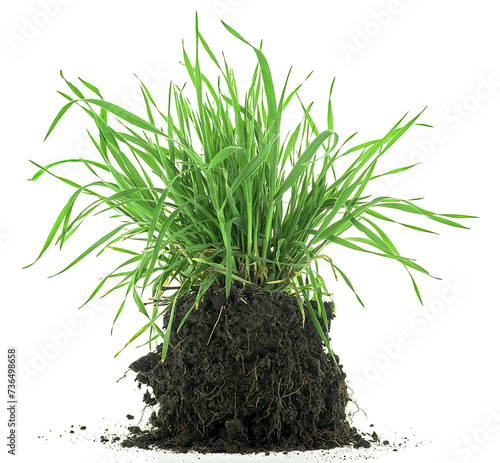 Green meadow grass with roots in black soil isolated on a white background. Grass with dirt.