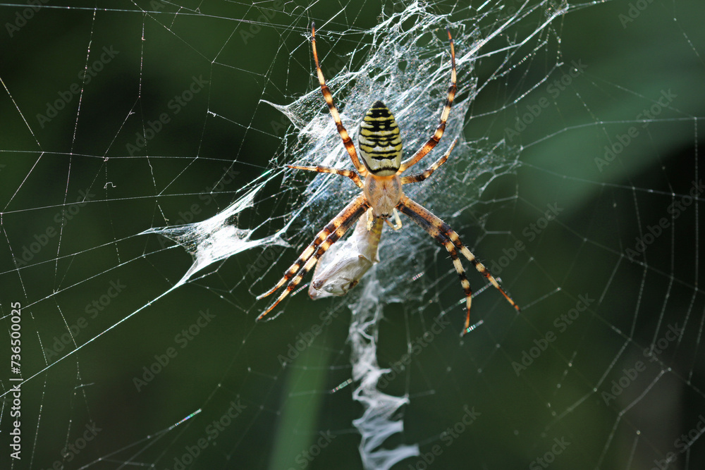 Wasp spider and prey on web in close up