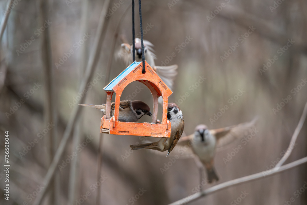 A flock of town sparrows feeding in a wooden feeder in a natural environment