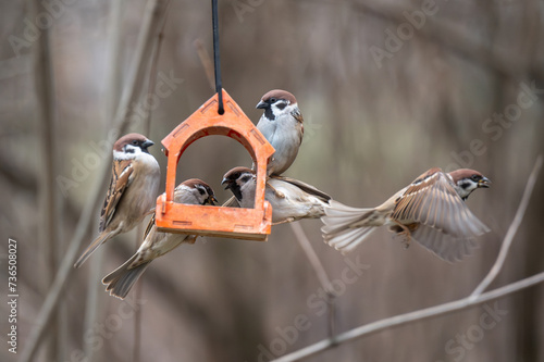 A flock of town sparrows feeding in a wooden feeder in a natural environment photo