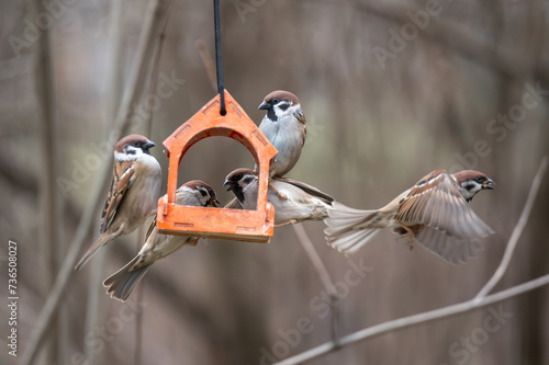 Obraz na płótnie A flock of town sparrows feeding in a wooden feeder in a natural environment w salonie