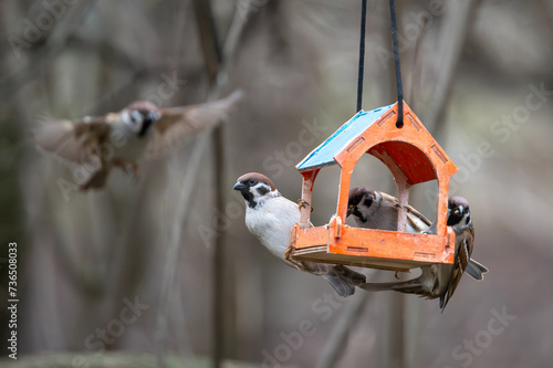 A flock of town sparrows feeding in a wooden feeder in a natural environment