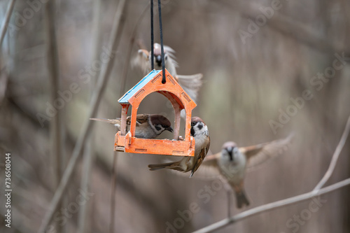 Obraz na płótnie A flock of town sparrows feeding in a wooden feeder in a natural environment w salonie