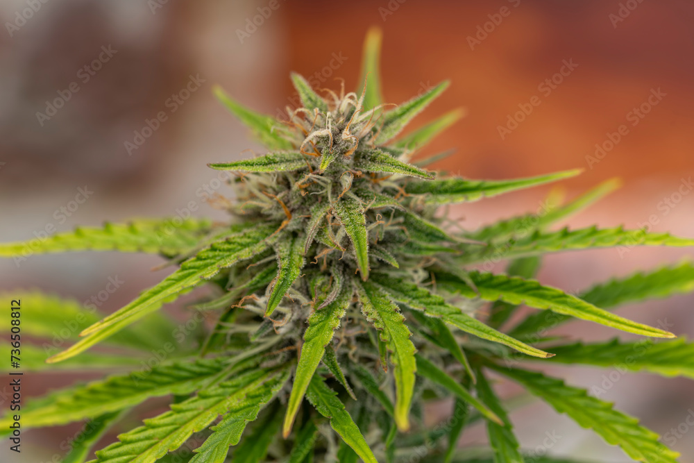 Critical hog variety of marijuana flower with old brick wall Critical hog variety of marijuana flower with old brick wall