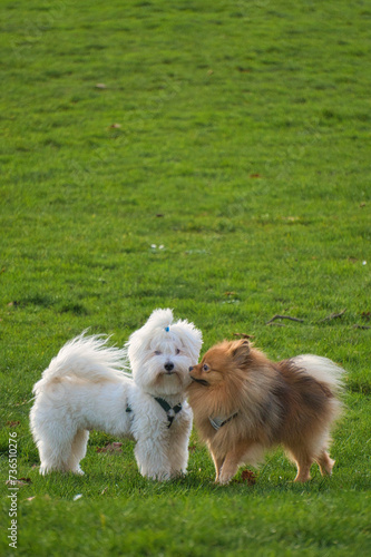 Yorkshire Terriers playing in the park