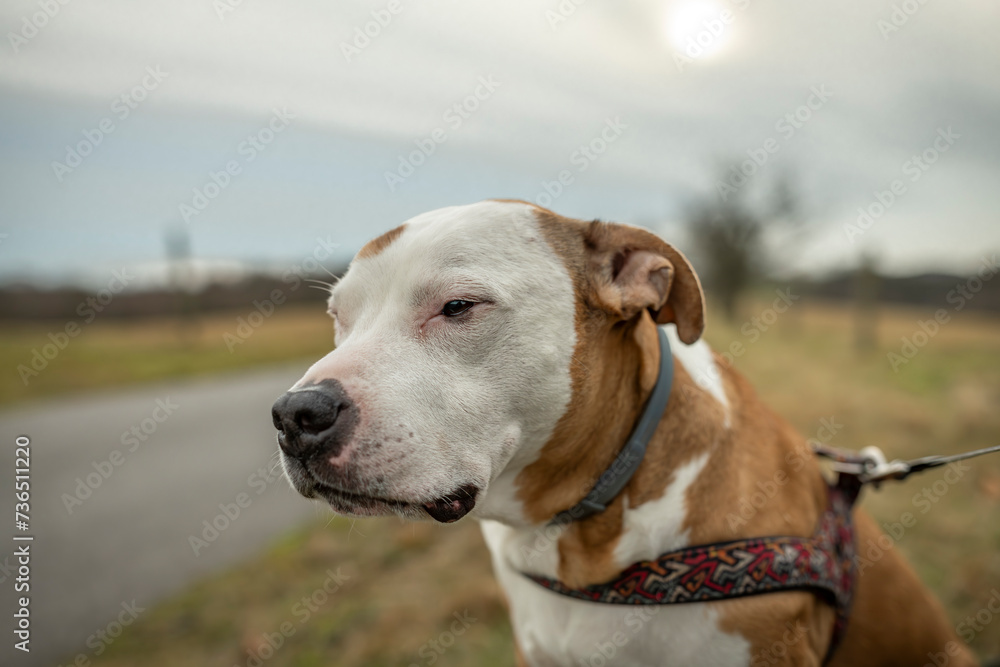 Pitbull dog with white head and orange ears
