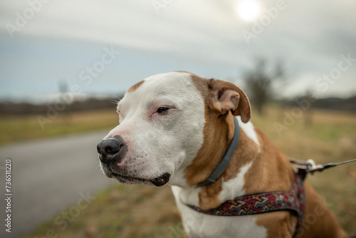Pitbull dog with white head and orange ears © luzkovyvagon.cz