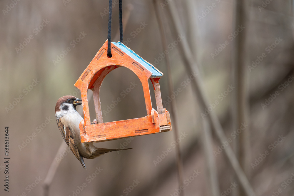 Alone town sparrow is feeding in a wooden feeder in a natural environment
