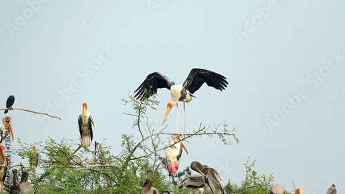 Marabu stork is building a nest