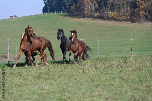 Lebensfreude. Schöne Pferde auf der herbstlichen Weide © Grubärin