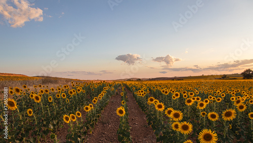 Sunflower field at sunset. Panoramic format.