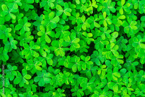 background of green garden clover , trefiol texture closeup, forest nature wallpaper , pattern of shamrock, spring fresh green ground backdrop
