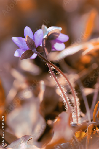 Fioletowe kwiaty, sezon wiosenny, leśne przylaszczki (Hepatica nobilis) 