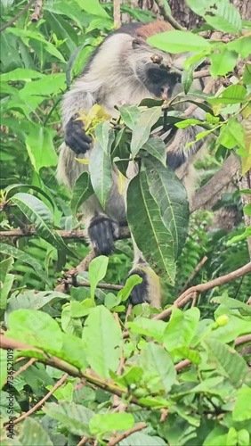 Zanzibar Forest Monkey Eating