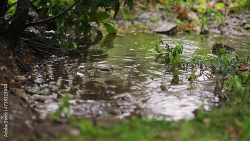 Rainy day in the garden, close-up footage of rain drops, leaves, grass, puddle.