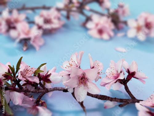 Blue background with blossoming pink almond flowers both in focus and blurred.