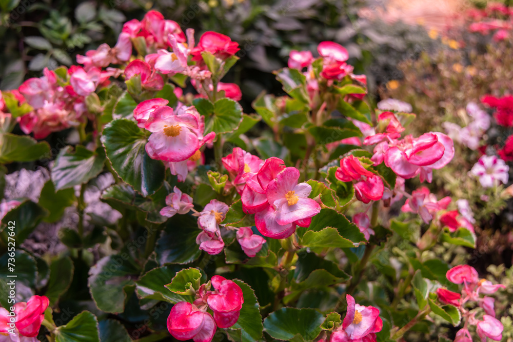 Plants of a begonia of ever flowering (Begonia semperflorens) Plants of a begonia of ever flowering (Begonia semperflorens)