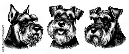 Set of 3 schnauzer heads. Hand Drawn Pen and Ink. Vector Isolated in White. Engraving vintage style illustration for print, tattoo, t-shirt, coloring book	 