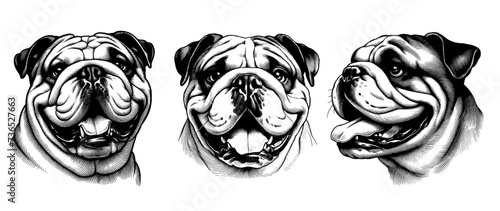 Set of 3 Bulldog heads. Hand Drawn Pen and Ink. Vector Isolated in White. Engraving vintage style illustration for print, tattoo, t-shirt, coloring book 